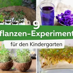 Vier Bilder zeigen Pflanzenexperimente für den Kindergarten: Sämlinge in Eierschalen, blaue Blüten, Kresse in Kokosnusshälften und Sprossen in einem Glas.