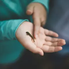 Ein kleines grünes Echsenbaby krabbelt auf einer Kinderhand. Die taktile Wahrnehmung des Kindes wird durch die zarte Berührung des Reptils geweckt.