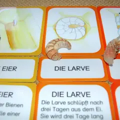 Lernkarten zum Lebenszyklus Biene Kindergarten: Eier, Larve, Puppe. Eine Larve liegt auf der Karte "Die Larve".