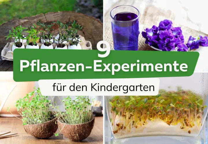 Vier Bilder zeigen Pflanzenexperimente für den Kindergarten: Sämlinge in Eierschalen, blaue Blüten, Kresse in Kokosnusshälften und Sprossen in einem Glas.