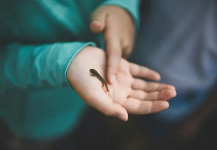 Ein kleines grünes Echsenbaby krabbelt auf einer Kinderhand. Die taktile Wahrnehmung des Kindes wird durch die zarte Berührung des Reptils geweckt.