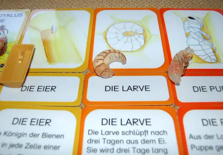 Lernkarten zum Lebenszyklus Biene Kindergarten: Eier, Larve, Puppe. Eine Larve liegt auf der Karte "Die Larve".