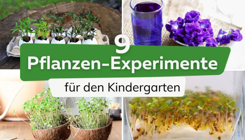 Vier Bilder zeigen Pflanzenexperimente für den Kindergarten: Sämlinge in Eierschalen, blaue Blüten, Kresse in Kokosnusshälften und Sprossen in einem Glas.