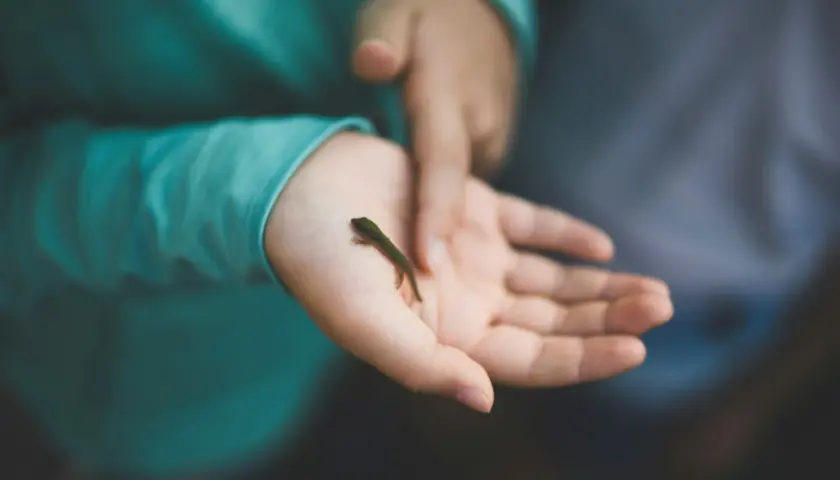 Ein kleines grünes Echsenbaby krabbelt auf einer Kinderhand. Die taktile Wahrnehmung des Kindes wird durch die zarte Berührung des Reptils geweckt.
