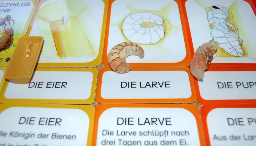 Lernkarten zum Lebenszyklus Biene Kindergarten: Eier, Larve, Puppe. Eine Larve liegt auf der Karte "Die Larve".