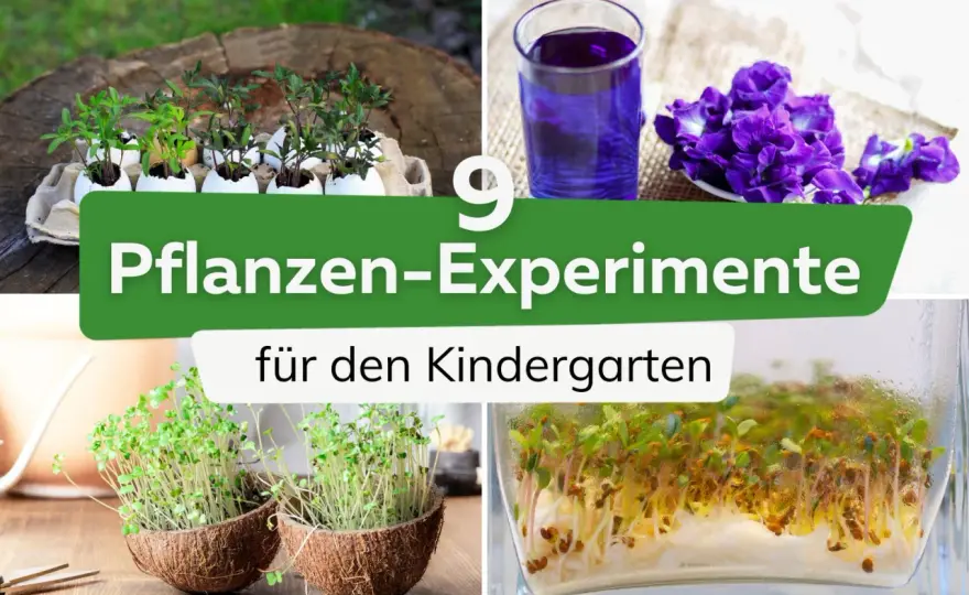 Vom Samen zur Pflanze im Kindergarten - So gelingt's wirklich!