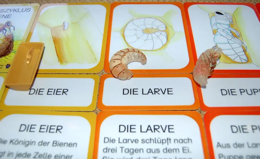 Bienen-Lebenszyklus Kindern erklären - So geht's!