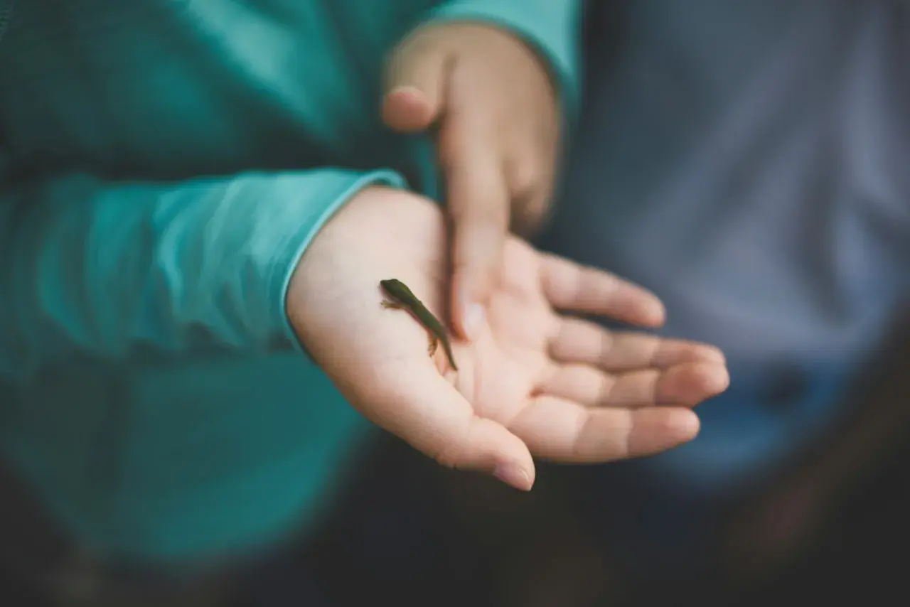 Ein kleines grünes Echsenbaby krabbelt auf einer Kinderhand. Die taktile Wahrnehmung des Kindes wird durch die zarte Berührung des Reptils geweckt.