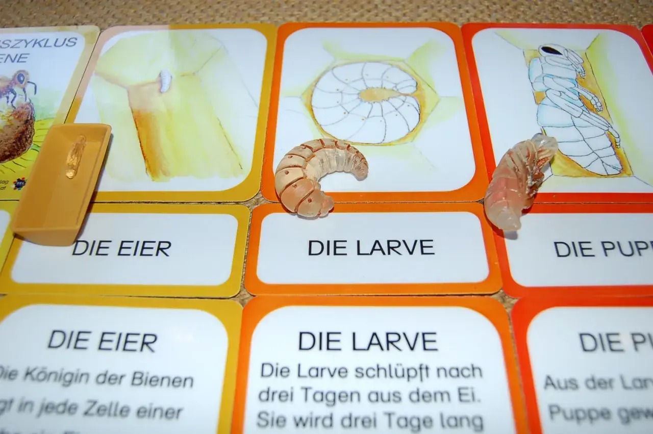Lernkarten zum Lebenszyklus Biene Kindergarten: Eier, Larve, Puppe. Eine Larve liegt auf der Karte "Die Larve".