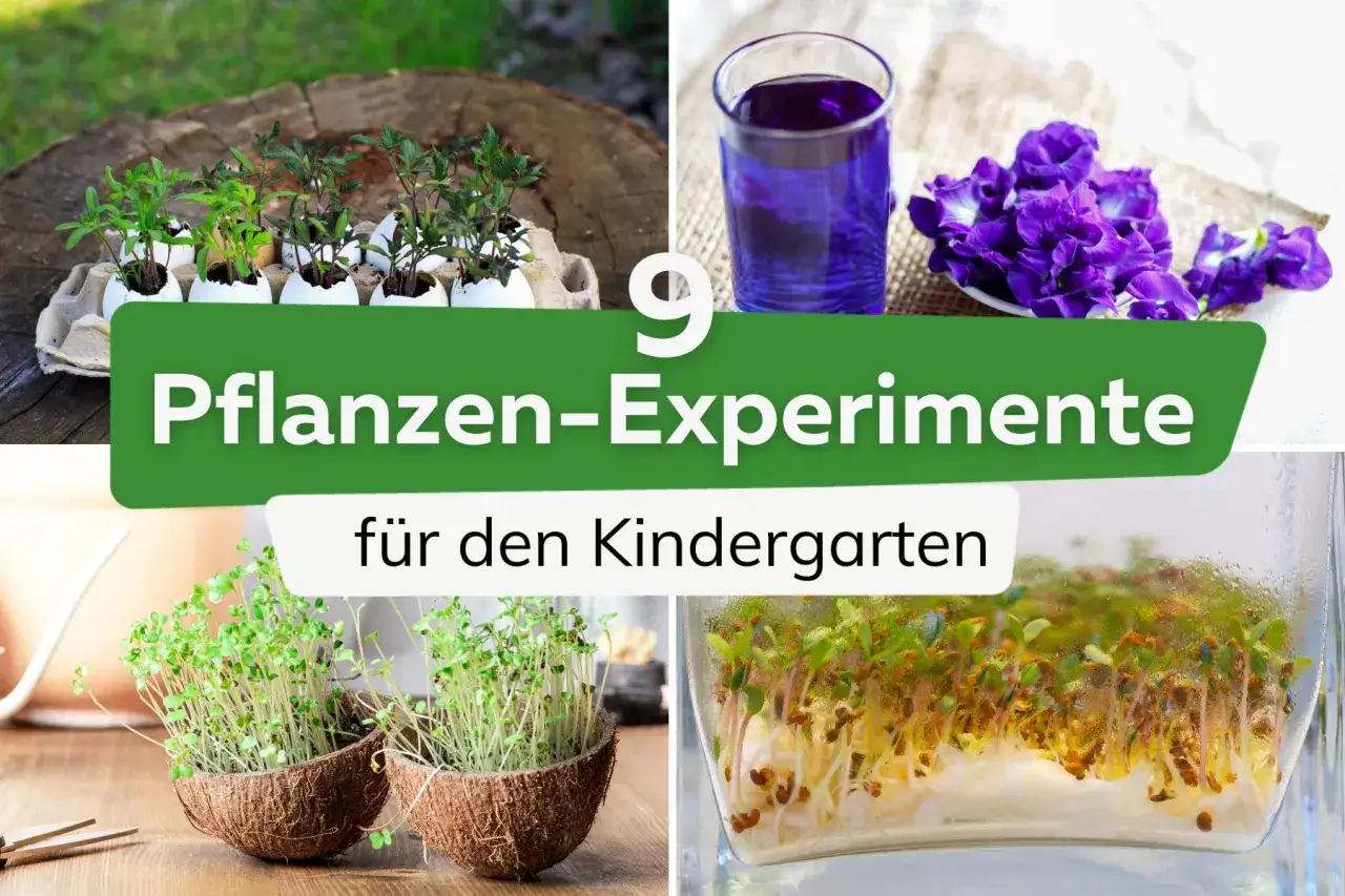 Vier Bilder zeigen Pflanzenexperimente f&uuml;r den Kindergarten: S&auml;mlinge in Eierschalen, blaue Bl&uuml;ten und Getr&auml;nk, Kresse in Kokosnussh&auml;lften, Sprossen im Glas. Vom Samen zur Pflanze.