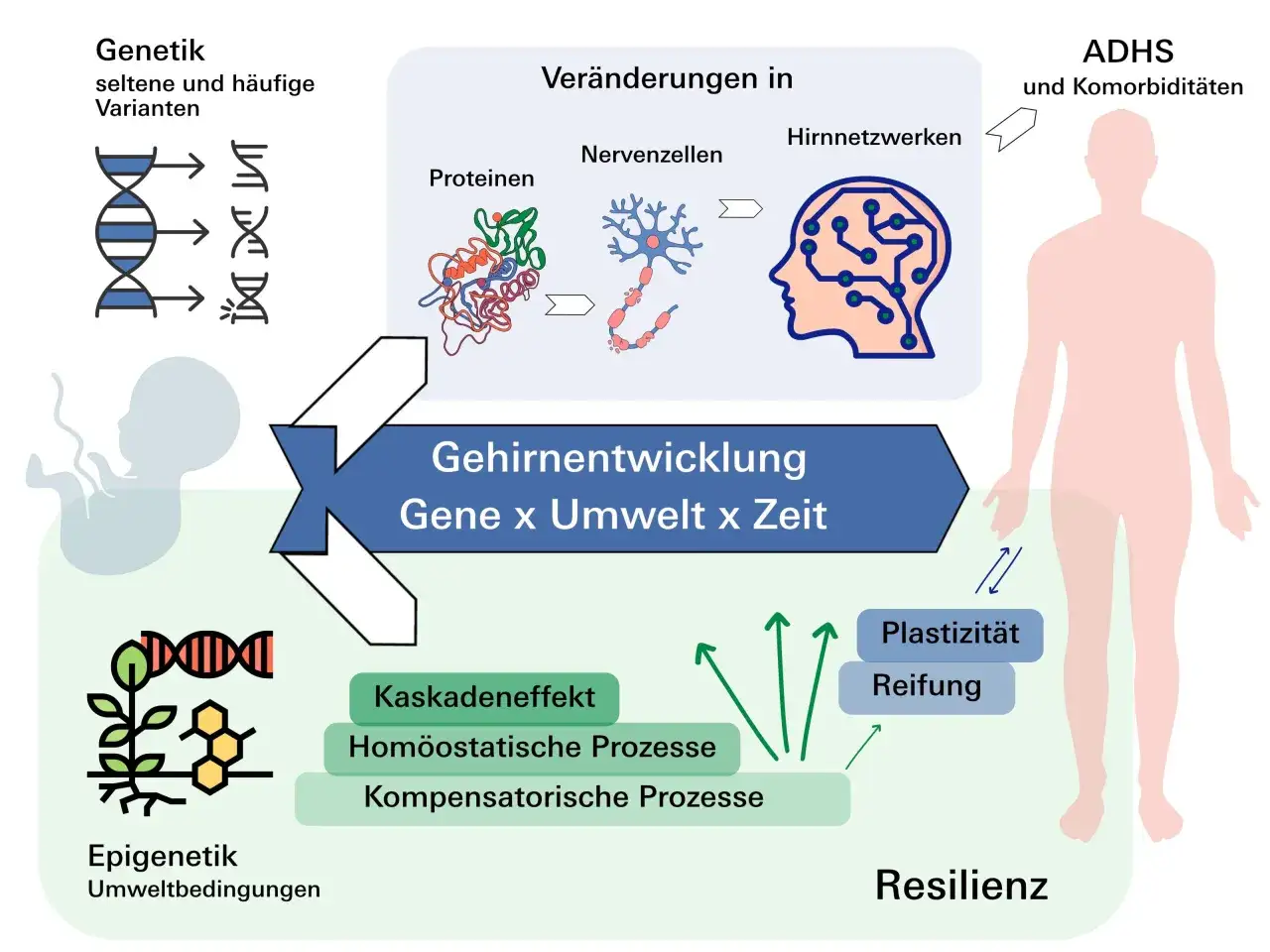 Genetische Faktoren und Umwelt beeinflussen die Gehirnentwicklung, was zu ADHS-Ursachen beitragen kann.